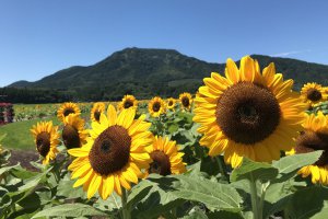 新潟市西蒲区「上堰潟公園」のヒマワリがきれい！見事に咲き誇ってい