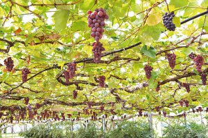 2024�N�Łb�Ԃǂ��A���A�����S�ȂǁI�V���Ŋy���߂�H�̖��o���X�|�b�g�܂Ƃ߂̉摜13