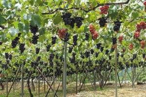 2024�N�Łb�Ԃǂ��A���A�����S�ȂǁI�V���Ŋy���߂�H�̖��o���X�|�b�g�܂Ƃ߂̉摜15