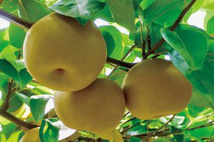 2024�N�Łb�Ԃǂ��A���A�����S�ȂǁI�V���Ŋy���߂�H�̖��o���X�|�b�g�܂Ƃ߂̉摜16