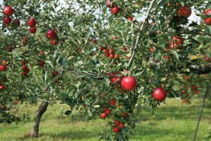 2024�N�Łb�Ԃǂ��A���A�����S�ȂǁI�V���Ŋy���߂�H�̖��o���X�|�b�g�܂Ƃ߂̉摜4