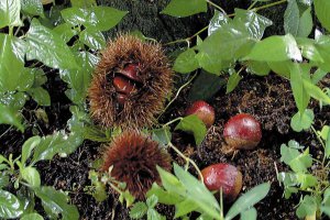 2024�N�Łb�Ԃǂ��A���A�����S�ȂǁI�V���Ŋy���߂�H�̖��o���X�|�b�g�܂Ƃ߂̉摜17