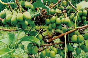 2024�N�Łb�Ԃǂ��A���A�����S�ȂǁI�V���Ŋy���߂�H�̖��o���X�|�b�g�܂Ƃ߂̉摜18