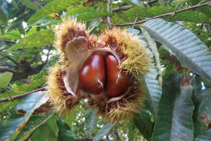 2024�N�Łb�Ԃǂ��A���A�����S�ȂǁI�V���Ŋy���߂�H�̖��o���X�|�b�g�܂Ƃ߂̉摜6