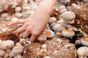 2024�N�Łb�Ԃǂ��A���A�����S�ȂǁI�V���Ŋy���߂�H�̖��o���X�|�b�g�܂Ƃ߂̉摜7