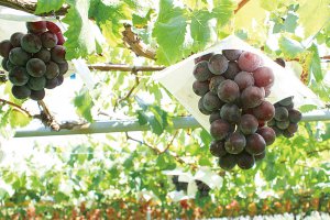 2024�N�Łb�Ԃǂ��A���A�����S�ȂǁI�V���Ŋy���߂�H�̖��o���X�|�b�g�܂Ƃ߂̉摜5