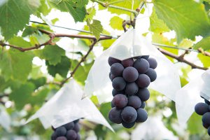 2024�N�Łb�Ԃǂ��A���A�����S�ȂǁI�V���Ŋy���߂�H�̖��o���X�|�b�g�܂Ƃ߂̉摜2