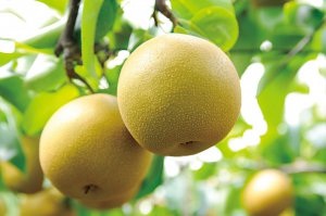 2024�N�Łb�Ԃǂ��A���A�����S�ȂǁI�V���Ŋy���߂�H�̖��o���X�|�b�g�܂Ƃ߂̉摜3