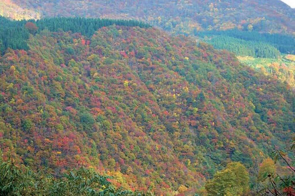 年版 定番の名所から穴場まで 新潟県の紅葉スポット53選 街ニュース 新潟の街ニュース ローカル情報 Komachi Web こまちウェブ