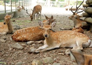 �����v�ʁI�V�������p���[�X�|�b�g�߂���_�Х��15�I�̉摜4