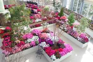 100品種600鉢が華やかに にいがたの花 アザレア 展 新潟県立植物園で27日 水 から 街ニュース 新潟の街ニュース ローカル情報 Komachi Web こまちウェブ