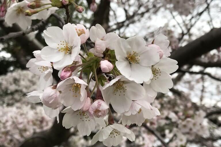 予想 2021 開花 桜