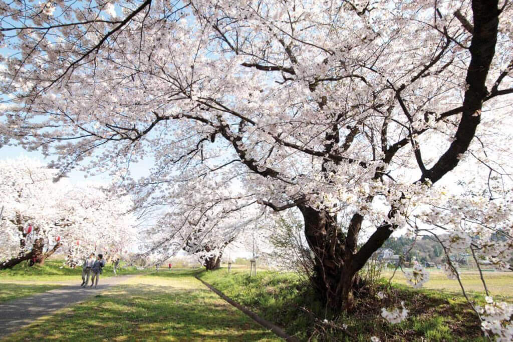 21年版 新潟のお花見スポット64選 桜の名所 定番 穴場 街ニュース 新潟の街ニュース ローカル情報 Komachi Web こまちウェブ