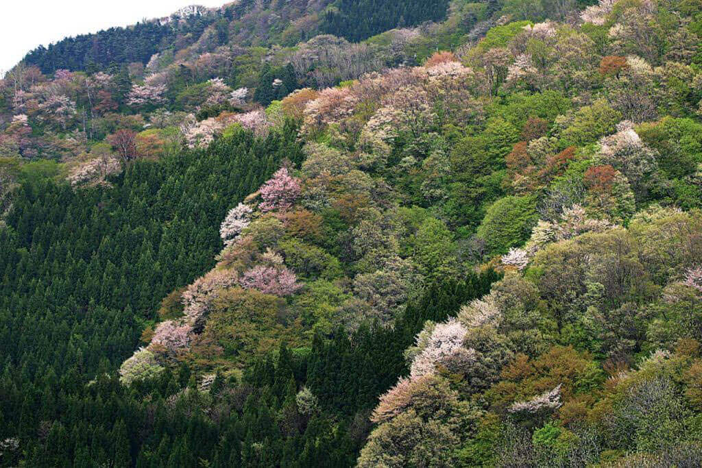 21年版 新潟のお花見スポット64選 桜の名所 定番 穴場 街ニュース 新潟の街ニュース ローカル情報 Komachi Web こまちウェブ