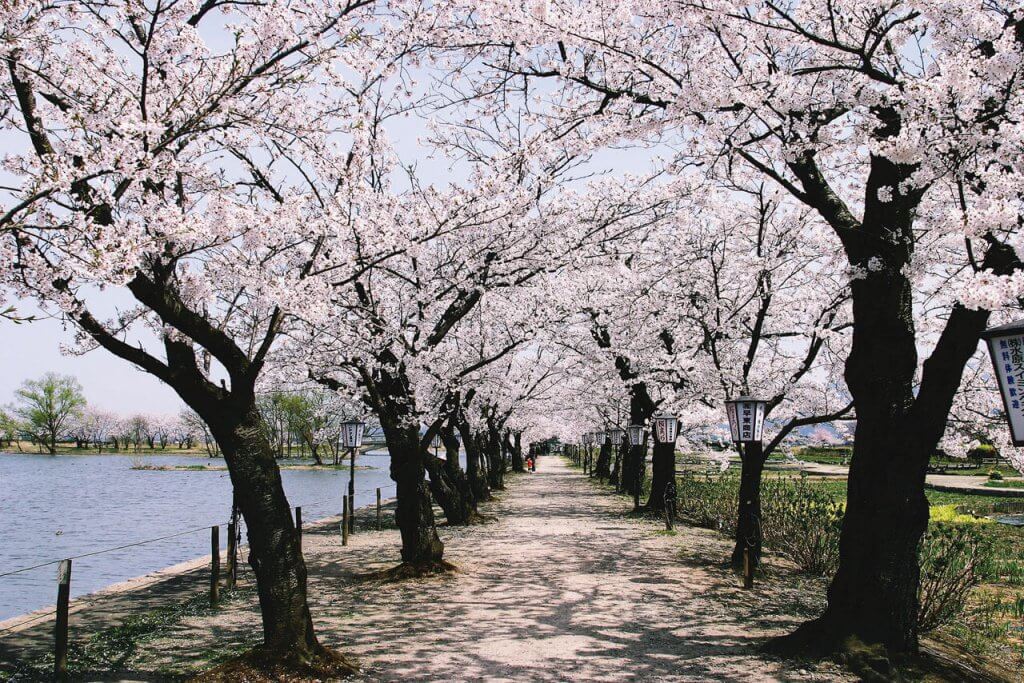 21年版 新潟のお花見スポット64選 桜の名所 定番 穴場 街ニュース 新潟の街ニュース ローカル情報 Komachi Web こまちウェブ