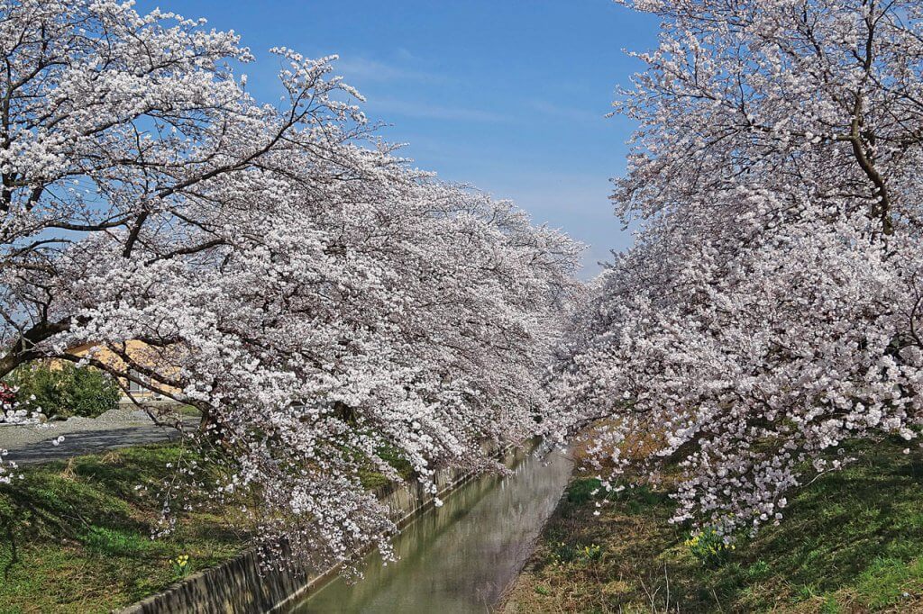 21年版 新潟のお花見スポット64選 桜の名所 定番 穴場 街ニュース 新潟の街ニュース ローカル情報 Komachi Web こまちウェブ