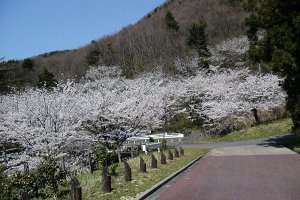 2025bVEzGA lC̍EԌX|bg ԁ 41Ỉ摜25