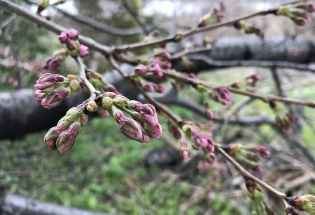 3 23更新 新潟市中央区 鳥屋野潟エリア 桜の開花状況 満開まで平日毎日フォロー 街ニュース 新潟の街ニュース ローカル情報 Komachi Web こまちウェブ