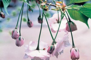 2025bVEzGA lC̍EԌX|bg ԁ 41Ỉ摜27