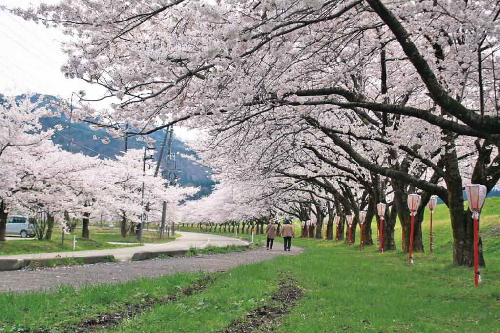 21年版 新潟のお花見スポット64選 桜の名所 定番 穴場 街ニュース 新潟の街ニュース ローカル情報 Komachi Web こまちウェブ