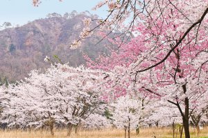 2025bVEzGA lC̍EԌX|bg ԁ 41Ỉ摜33