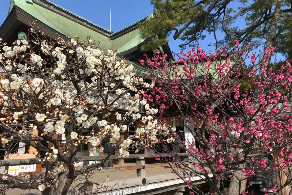 梅の名所 白山神社 合格祈願の梅 が見頃 梅林エリアは咲き始め 街ニュース 新潟の街ニュース ローカル情報 Komachi Web こまちウェブ