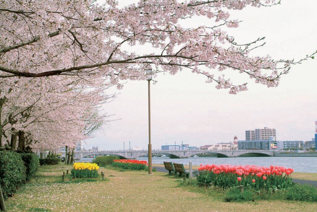 21年版 新潟のお花見スポット64選 桜の名所 定番 穴場 街ニュース 新潟の街ニュース ローカル情報 Komachi Web こまちウェブ