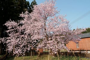 2025bVEzGA lC̍EԌX|bg ԁ 41Ỉ摜35