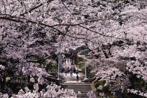 2025bVEzGA lC̍EԌX|bg ԁ 41Ỉ摜15