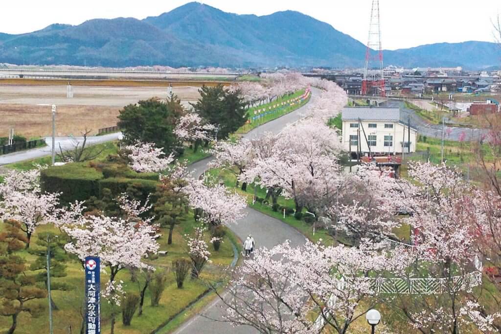 21年版 新潟のお花見スポット64選 桜の名所 定番 穴場 街ニュース 新潟の街ニュース ローカル情報 Komachi Web こまちウェブ