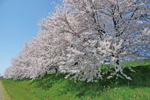 2025bV̂ԌEX|bg50I@Cxg̉摜33