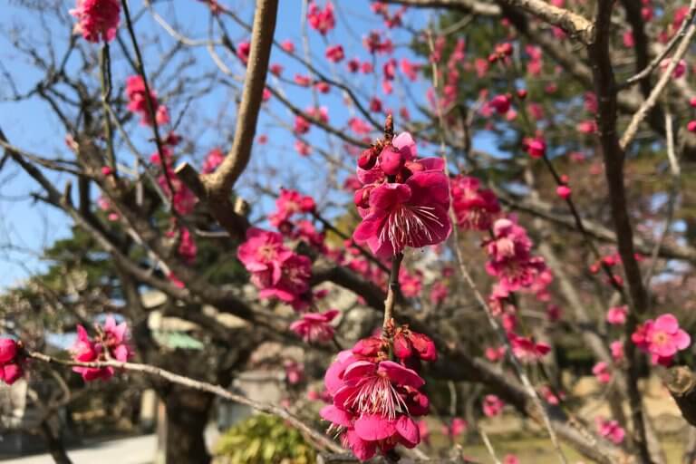 梅の名所 白山神社 合格祈願の梅 が見頃 梅林エリアは咲き始めの写真4 街ニュース 新潟の街ニュース ローカル情報 Komachi Web こまちウェブ