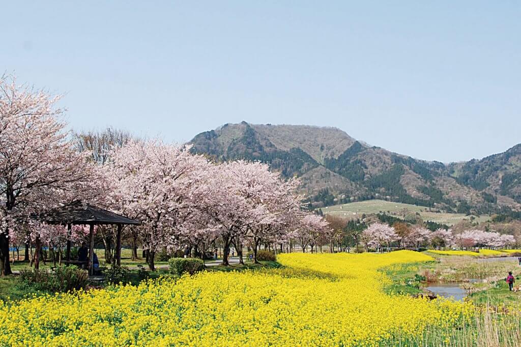 21年版 新潟のお花見スポット64選 桜の名所 定番 穴場 街ニュース 新潟の街ニュース ローカル情報 Komachi Web こまちウェブ