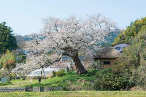 2025bVEzGA lC̍EԌX|bg ԁ 41Ỉ摜41