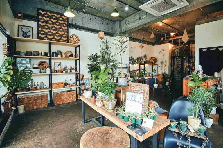 Hygge Plant Shop ヒュッゲプラントショップ 田上町にあった観葉植物と雑貨の店が新潟市西区内野エリアに移転リニューアル 街ニュース 新潟の街ニュース ローカル情報 Komachi Web こまちウェブ