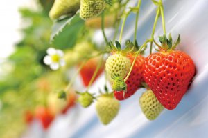 摘みたてを味わおう！新潟のいちご狩りスポット12選 | 街ニュース | 新潟の街ニュース＆ローカル情報 Komachi Web（こまちウェブ）