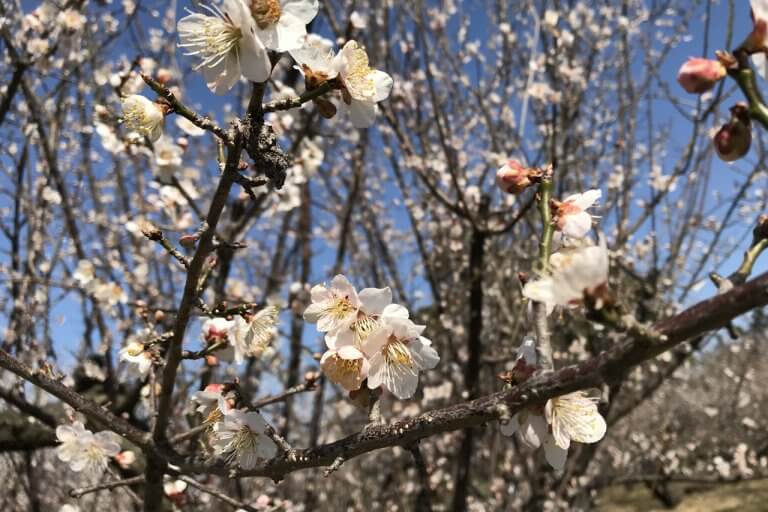 亀田 新潟市江南区 の梅が見頃 かめだ梅の花めぐり 3 31 水 までの写真1 街ニュース 新潟の街ニュース ローカル情報 Komachi Web こまちウェブ