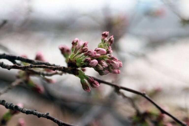 【3/26更新】新潟市中央区・鳥屋野潟エリア 桜の開花状況〈満開まで平日毎日フォロー〉 【3/26更新】新潟市中央区・鳥屋野潟エリア 桜の開花状況〈満開まで平日毎日フォロー〉