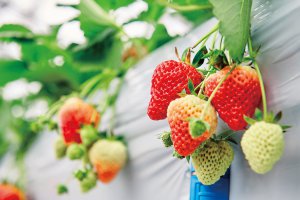 2025bV̂X|bg13Ỉ摜2