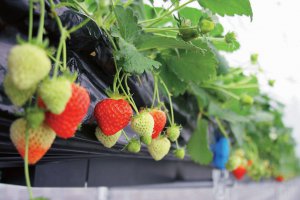 2025bV̂X|bg13Ỉ摜13