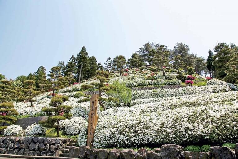春から初夏の花めぐり。新潟のおすすめ花スポット25選の画像25