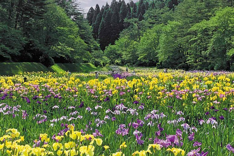 春から初夏の花めぐり。新潟のおすすめ花スポット25選の画像12