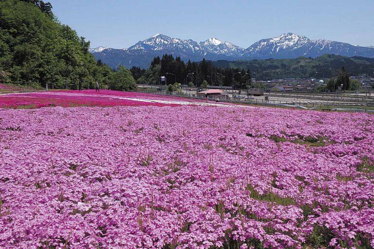 春から初夏の花めぐり。新潟のおすすめ花スポット25選の画像21