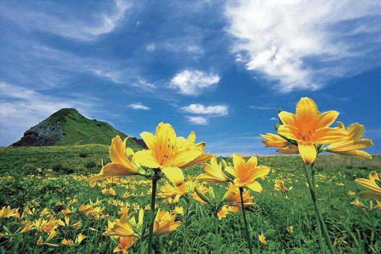 春から初夏の花めぐり。新潟のおすすめ花スポット25選の画像13