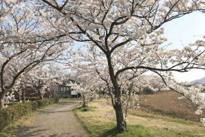 2025bVEzGA lC̍EԌX|bg ԁ 41Ỉ摜6