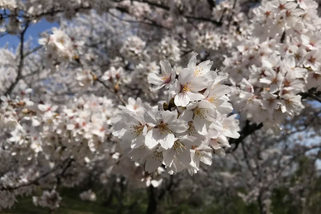 4 2更新 満開 新潟市中央区 鳥屋野潟エリア 桜の開花状況 満開まで平日毎日フォロー 街ニュース 新潟の街ニュース ローカル情報 Komachi Web こまちウェブ