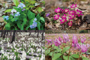 ���t�̉Ԃ߂���B�V���̂������߃X�|�b�g8�I�̃��C���摜