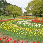 春から初夏の花めぐり。新潟のおすすめ花スポット25選の画像6