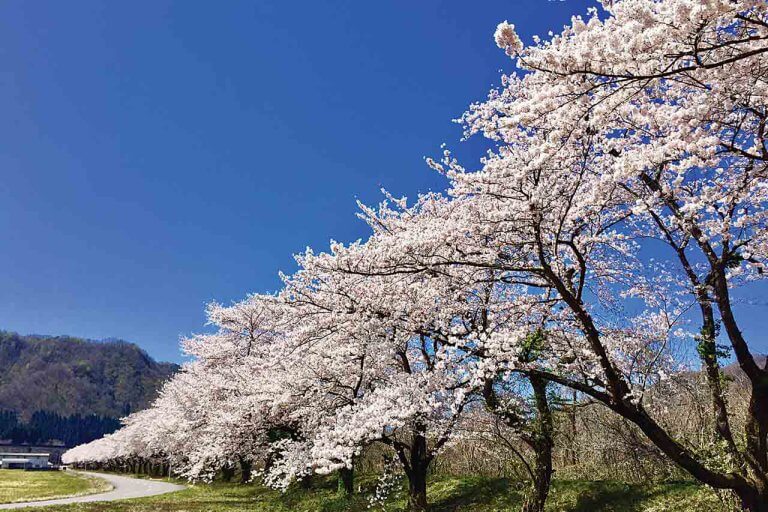【2022】新潟のお花見スポット73選 桜の名所 定番＆穴場 見頃情報