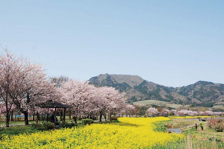 春から初夏の花めぐり。新潟のおすすめ花スポット25選の画像7